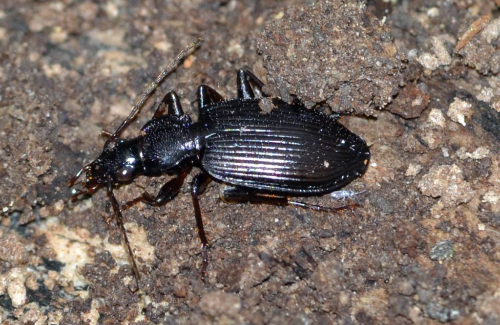 Carabide id.: Limodromus assimilis
